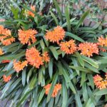 メルボルンの家探し