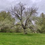 梅澤先生の発表