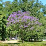 オーストラリアの桜の画像